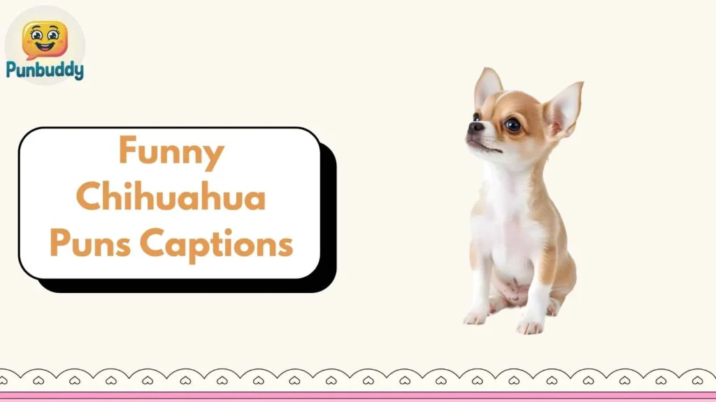 Funny Chihuahua Puns Captions