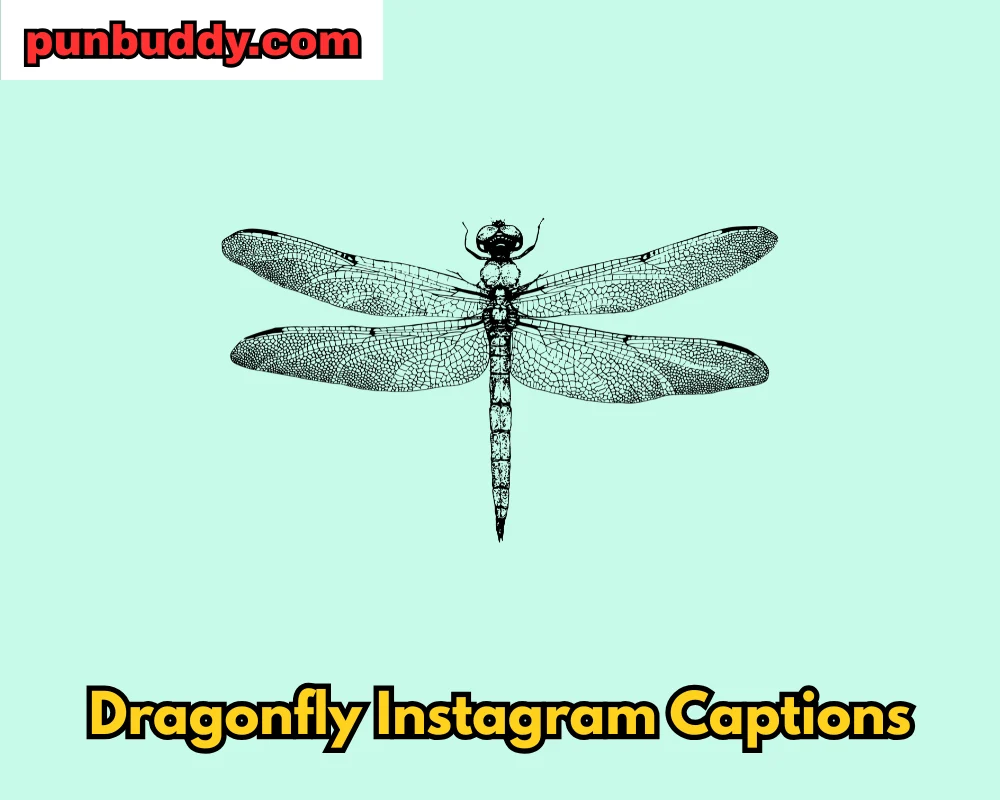 Dragonfly Instagram Captions