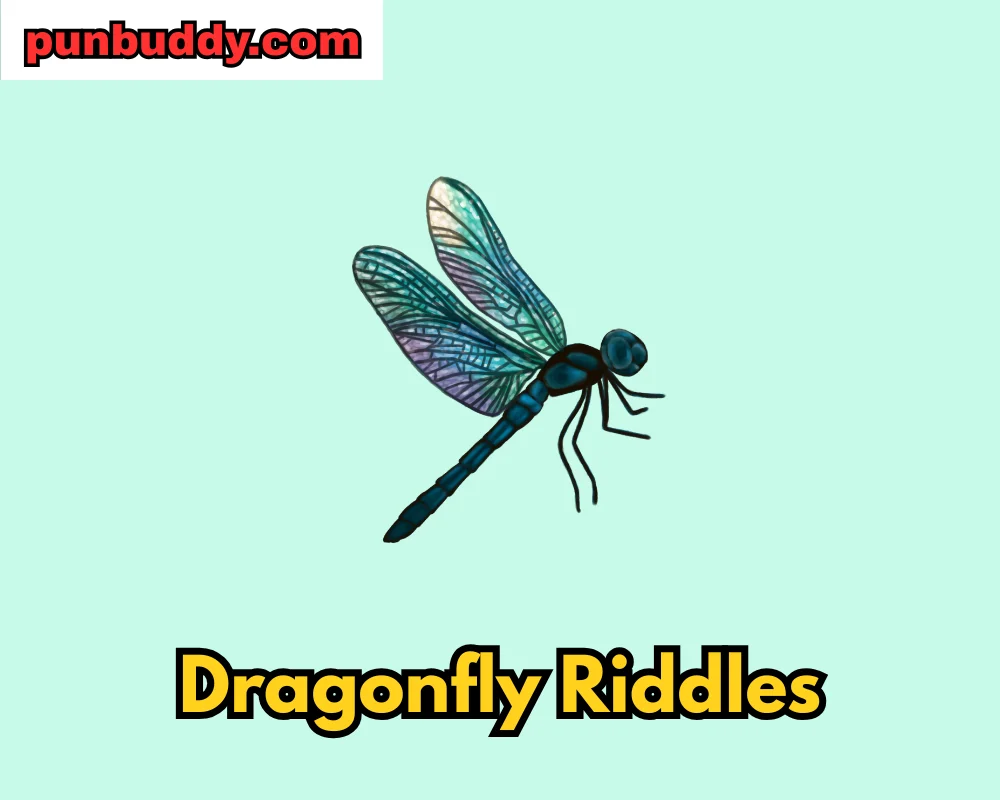 Dragonfly Riddles